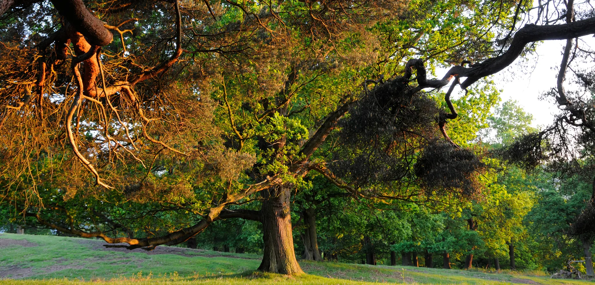 Old Park Guided Tour