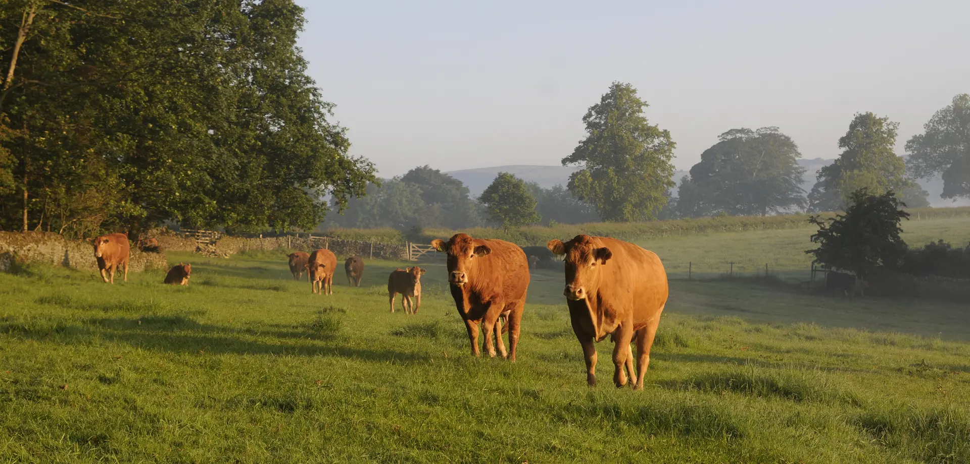 Farming on the Chatsworth Estate