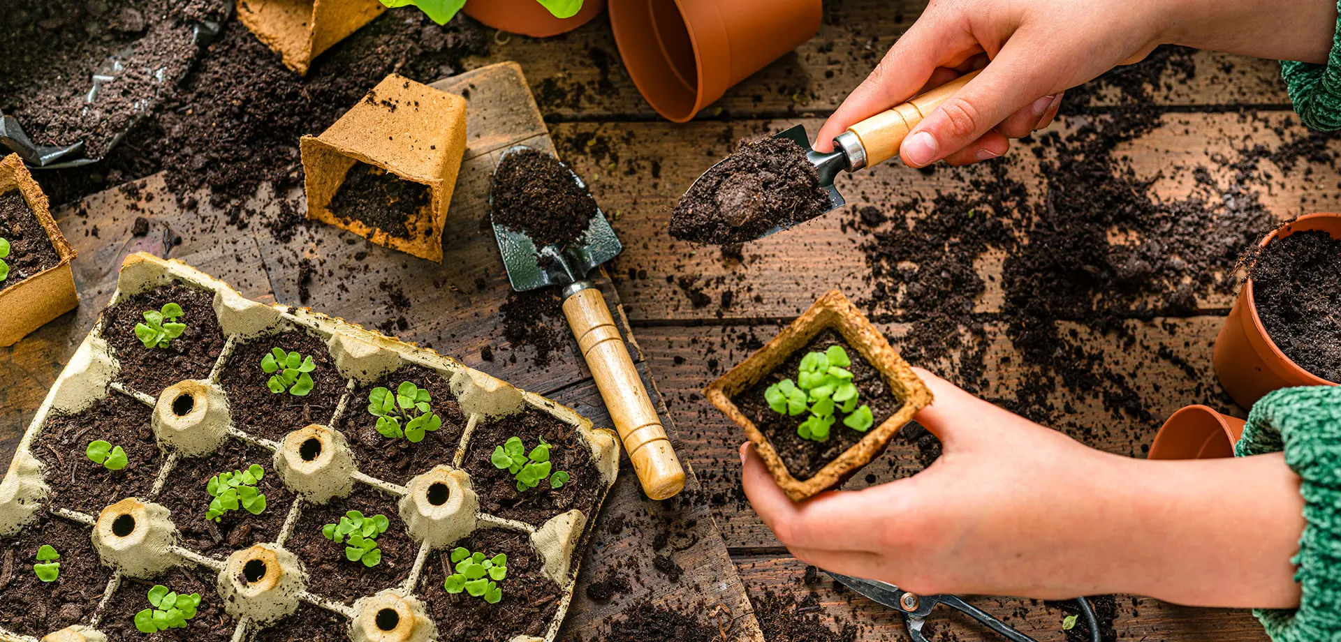 Seedlings Gardening Club