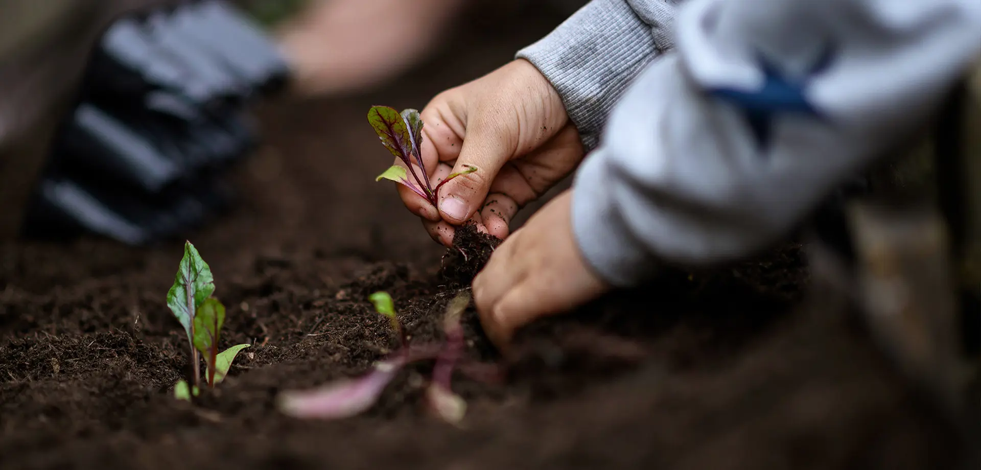 Little Pips Gardening Club