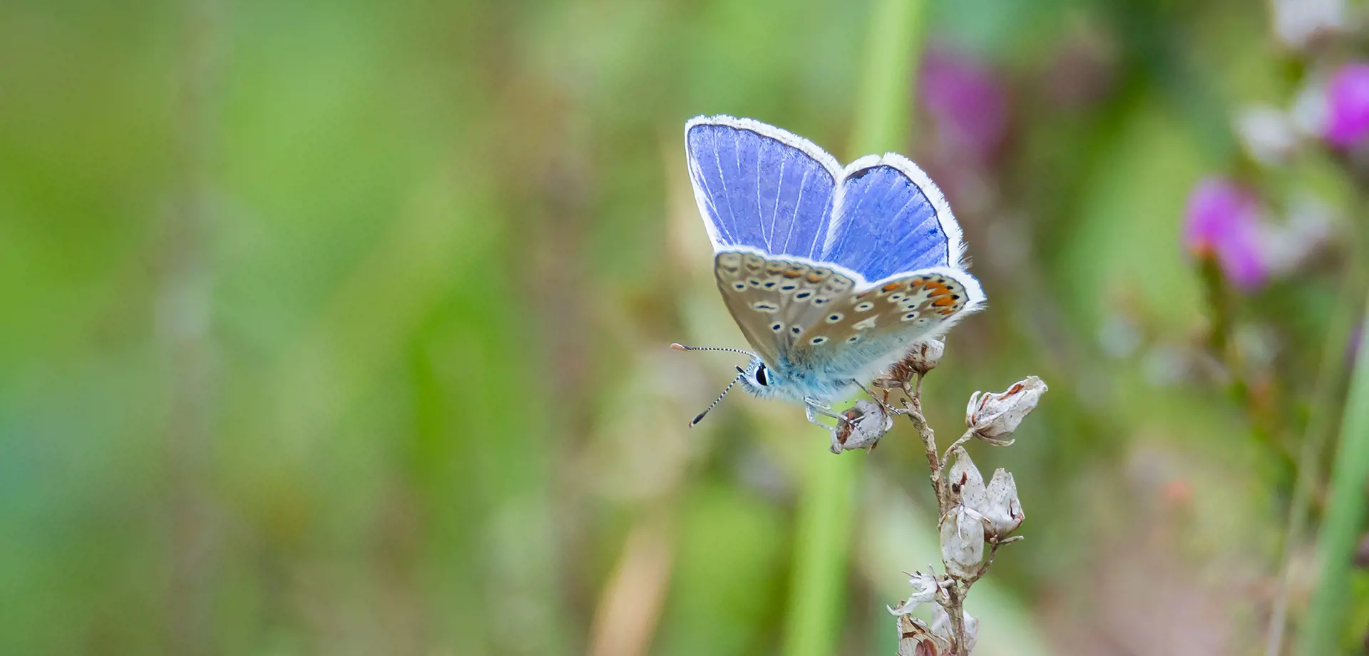 Nature spotting guides